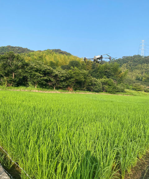 田植え機で苗を植える水田