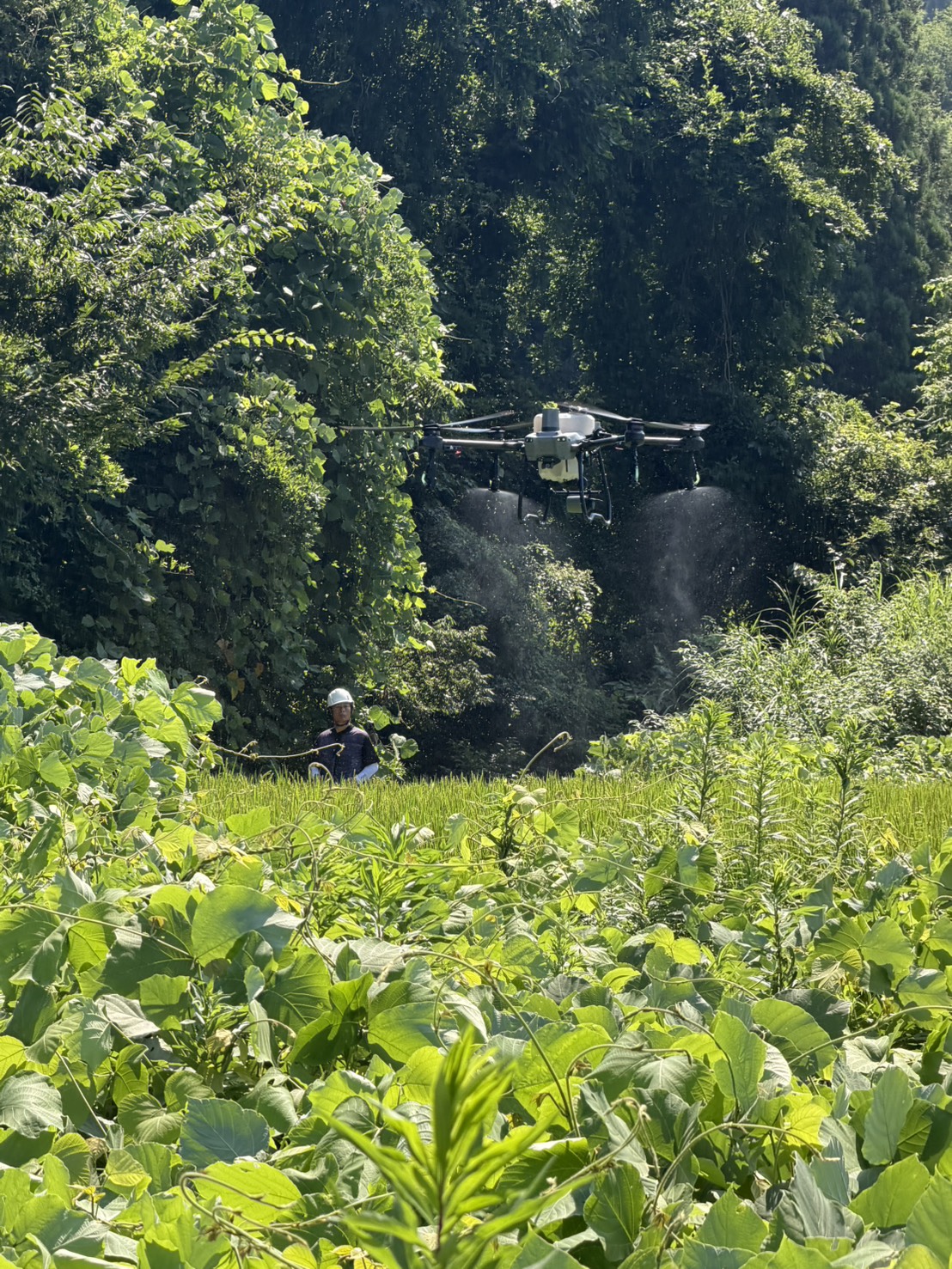 上空から見た牧草地
