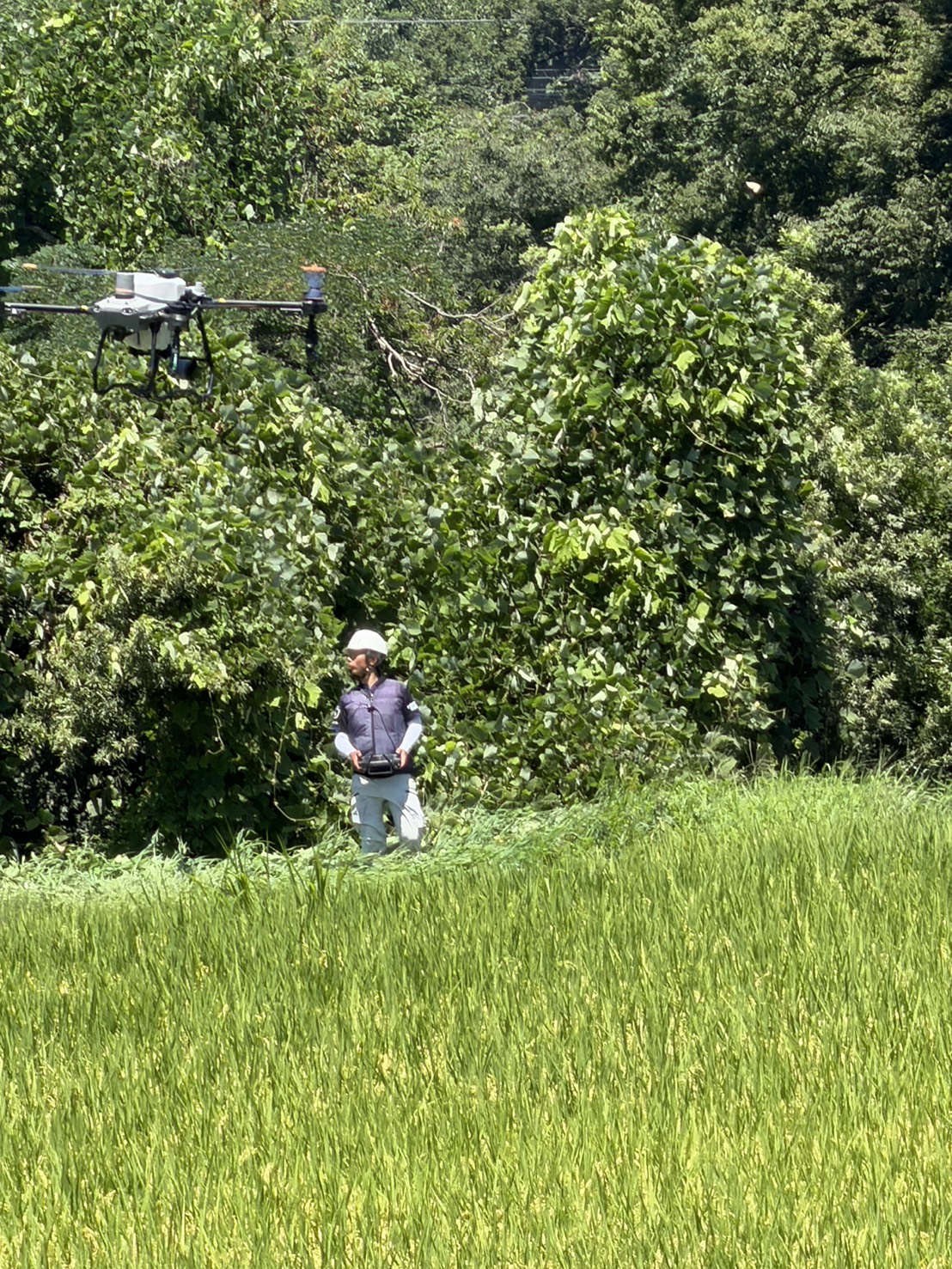 代表