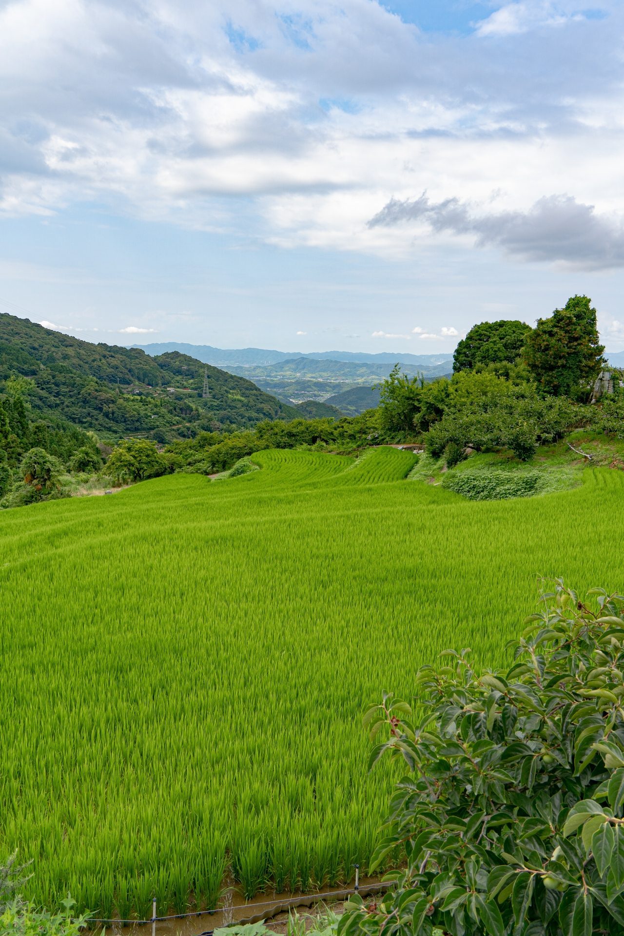 和歌山の果樹園
