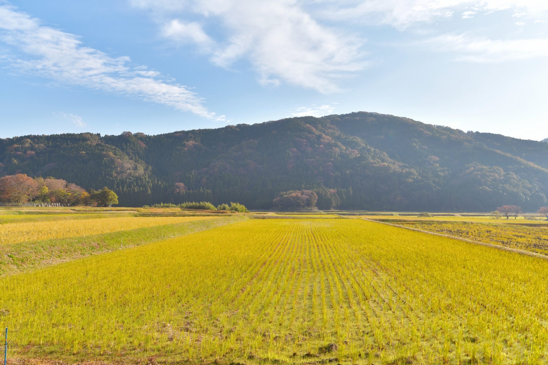 山を背にした田んぼ